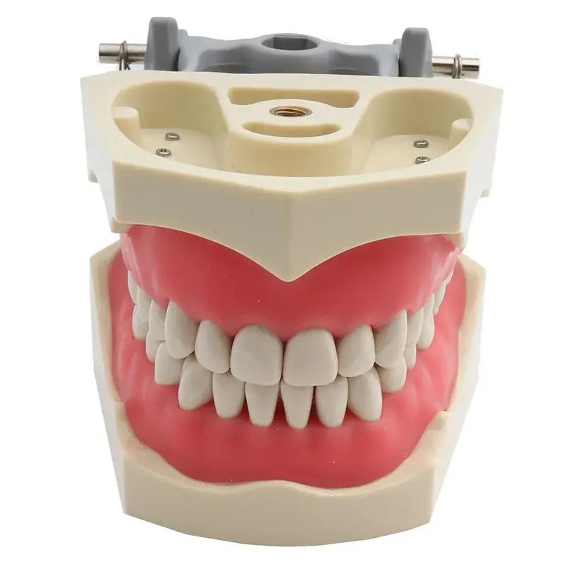 Adc Columbia Dental Training Model – Full-Arch 32-Tooth Replica For Clinical Practice 1