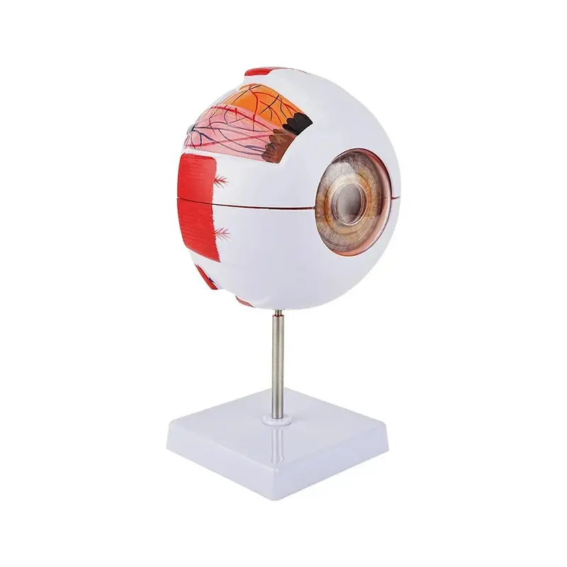 Anatomical Eyeball Teaching Model — 6× Magnified Lid Structure For Medical Education & Anatomy Training 1