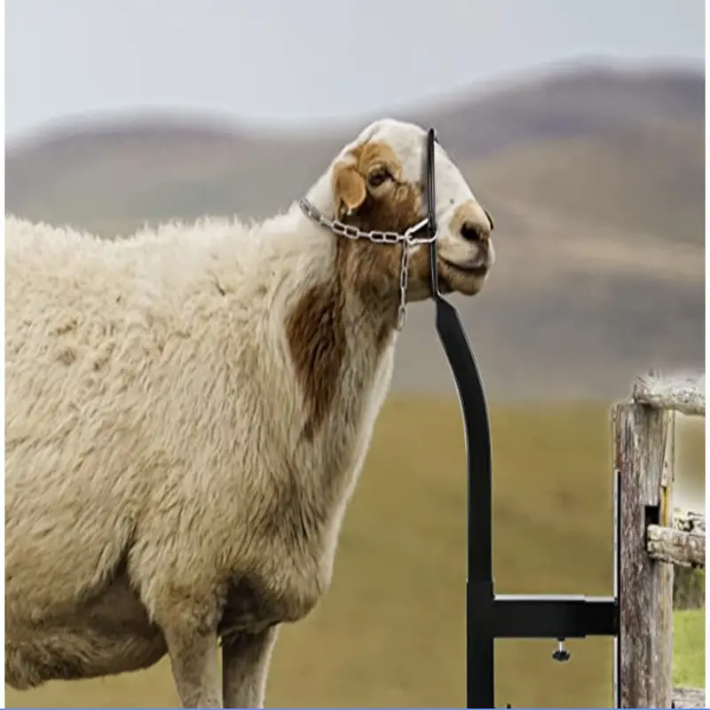 Heavy-Duty Steel Livestock Trimming & Milking Stand – Adjustable Goat Stanchion With Hoof-Trimming Support 1